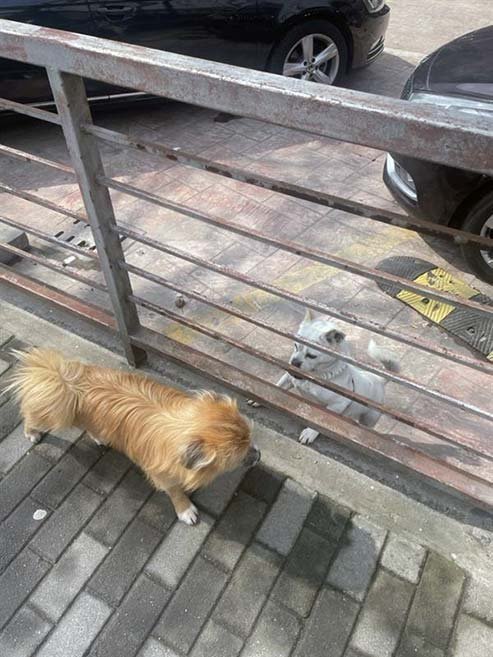 野良犬のロミオとジュリエット（令和6年にも関わらず、中国にはまだまだ野良犬がいます。）
